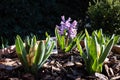 Hyacinthus is a genus of plants from the Asparagaceae family, photographed in a private Italian garden. Royalty Free Stock Photo