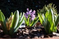 Hyacinthus is a genus of plants from the Asparagaceae family, photographed in a private Italian garden. Royalty Free Stock Photo
