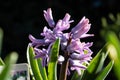 Hyacinthus is a genus of plants from the Asparagaceae family, photographed in a private Italian garden. Royalty Free Stock Photo