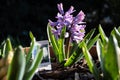 Hyacinthus is a genus of plants from the Asparagaceae Royalty Free Stock Photo
