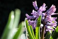 Hyacinthus is a genus of plants from the Asparagaceae Royalty Free Stock Photo