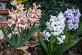 Hyacinthus is a genus of plants from the Asparagaceae family Royalty Free Stock Photo