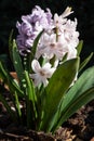 Hyacinthus is a genus of plants from the Asparagaceae family Royalty Free Stock Photo