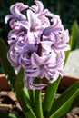 Hyacinthus is a genus of plants from the Asparagaceae family Royalty Free Stock Photo