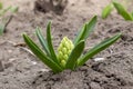 Hyacinthus orientalis blooms its flower bud in early spring. Royalty Free Stock Photo