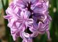 Hyacinthus orientalis (common hyacinth)