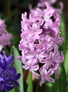 Hyacinthus orientalis (common hyacinth)