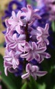 Hyacinthus orientalis (common hyacinth)