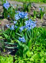 Hyacinthus orientalis, the common hyacinth, garden hyacinth or Dutch hyacinth.