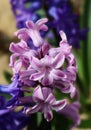 Hyacinthus orientalis (common hyacinth)