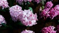 Hyacinthus or Scilloideae, Asparagaceae or  Hyacinthus or Plantae Royalty Free Stock Photo