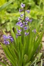 Hyacinthus, simple purple hyacinth flowers in the spring garden. Floral background Royalty Free Stock Photo