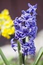 Hyacintus Royalty Free Stock Photo