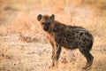 Hyaena Royalty Free Stock Photo