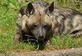 Hyaena brunnea