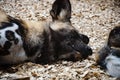 Hyaenas. African wild dog hyenas. Wild animal and wildlife. Animal in zoo. African wild dog hyenas in zoo park. Wildlife and fauna