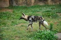 a hyaenidae stays on the grass in the zoo