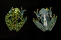 Hyalinobatrachium valerioi, sometimes known as the La Palma glass frog, on the black background