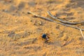 Hyalomma tick from Ixodidae family close. A dangerous parasite and infection carrier mite sitting on ground. Royalty Free Stock Photo