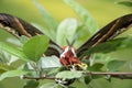 Hyalophora cecropia in the woods Royalty Free Stock Photo