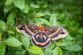 Hyalophora cecropia in the woods Royalty Free Stock Photo