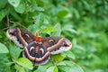 Hyalophora cecropia in the woods Royalty Free Stock Photo