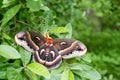 Hyalophora cecropia in the woods Royalty Free Stock Photo