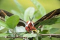 Hyalophora cecropia in the woods Royalty Free Stock Photo