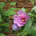 Hybiscus flower 2