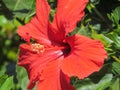 Hybiscus flower at Claremont Colleges in summer