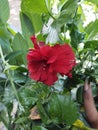 Hybiscus flower at early morning