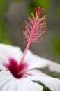 Hybiscus flower macro with pistils and stamen