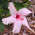 Hybiscus pink flower