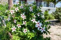 Hybiscus with strongly scented white flowers on Samos island