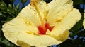 Hybiscus, yellow, Hawaii