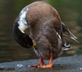 Hybrid of american black duck and mallard