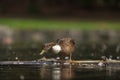 Hybrid of american black duck and mallard