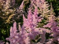 Hybrid Astilbe, False Spirea (Astilbe x arendsii) \'America\' blooming with generous pink bloom Royalty Free Stock Photo