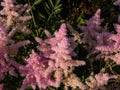 Hybrid Astilbe, False Spirea (Astilbe x arendsii) \'America\' blooming with generous pink bloom