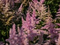 Hybrid Astilbe, False Spirea (Astilbe x arendsii) \'America\' blooming with generous pink bloom Royalty Free Stock Photo