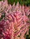 Hybrid Astilbe, False Spirea (Astilbe x arendsii) \'Elizabeth Bloom\' blooming with pink plumes of flowers Royalty Free Stock Photo