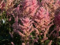 Hybrid Astilbe, False Spirea (Astilbe x arendsii) \'Elizabeth Bloom\' blooming with soft-pink flowers Royalty Free Stock Photo