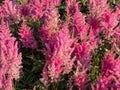 Hybrid Astilbe, False Spirea (Astilbe x arendsii) \'Gloria Purpurea\' blooming with plumes of rose red flowers Royalty Free Stock Photo