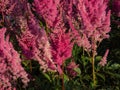 Hybrid Astilbe, False Spirea (Astilbe x arendsii) \'Gloria Purpurea\' blooming with plumes of rose red flowers