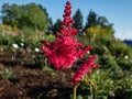 Hybrid Astilbe, False Spirea (Astilbe x arendsii) \'Lilli Goos\' with green foliage and dark pink plumes Royalty Free Stock Photo