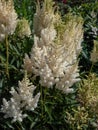 Hybrid Astilbe, False Spirea (Astilbe x arendsii) \'Weisse Gloria\' blooming with white flowers