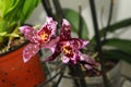 Hybrid Beallara orchids Royalty Free Stock Photo
