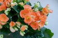 A hybrid begonia plant with spectacularly red orange double flowers on white background.Delicate orange flowers of ampel