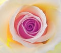 Hybrid bicolour tea rose in summer bloom