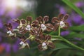 Hybrid brown Rhynchostylis flower orchids i